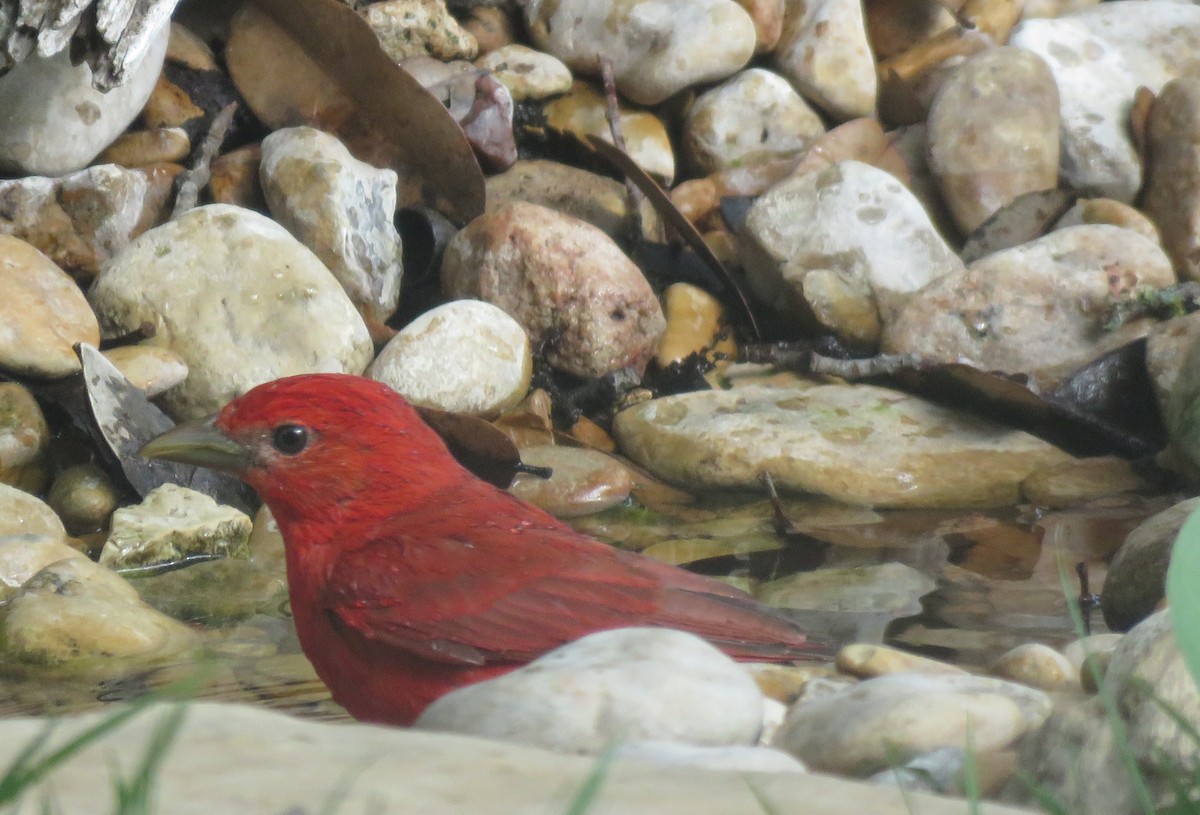 Summer Tanager - ML635431895