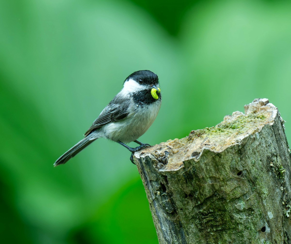 sýkora černohlavá - ML635431896