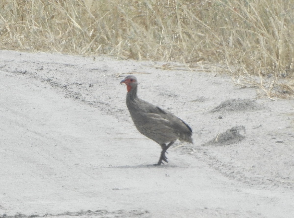 Swainson's Spurfowl - ML635431907