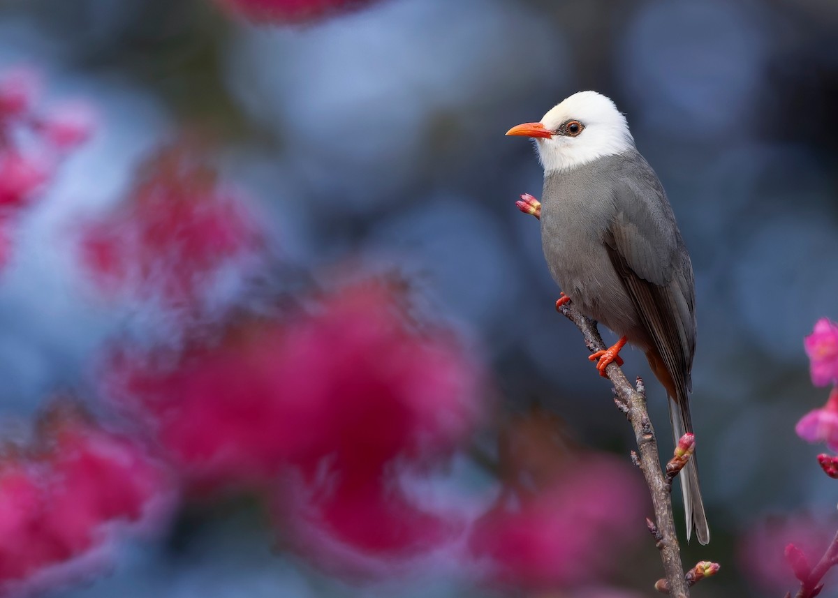 White-headed Bulbul - ML635431908