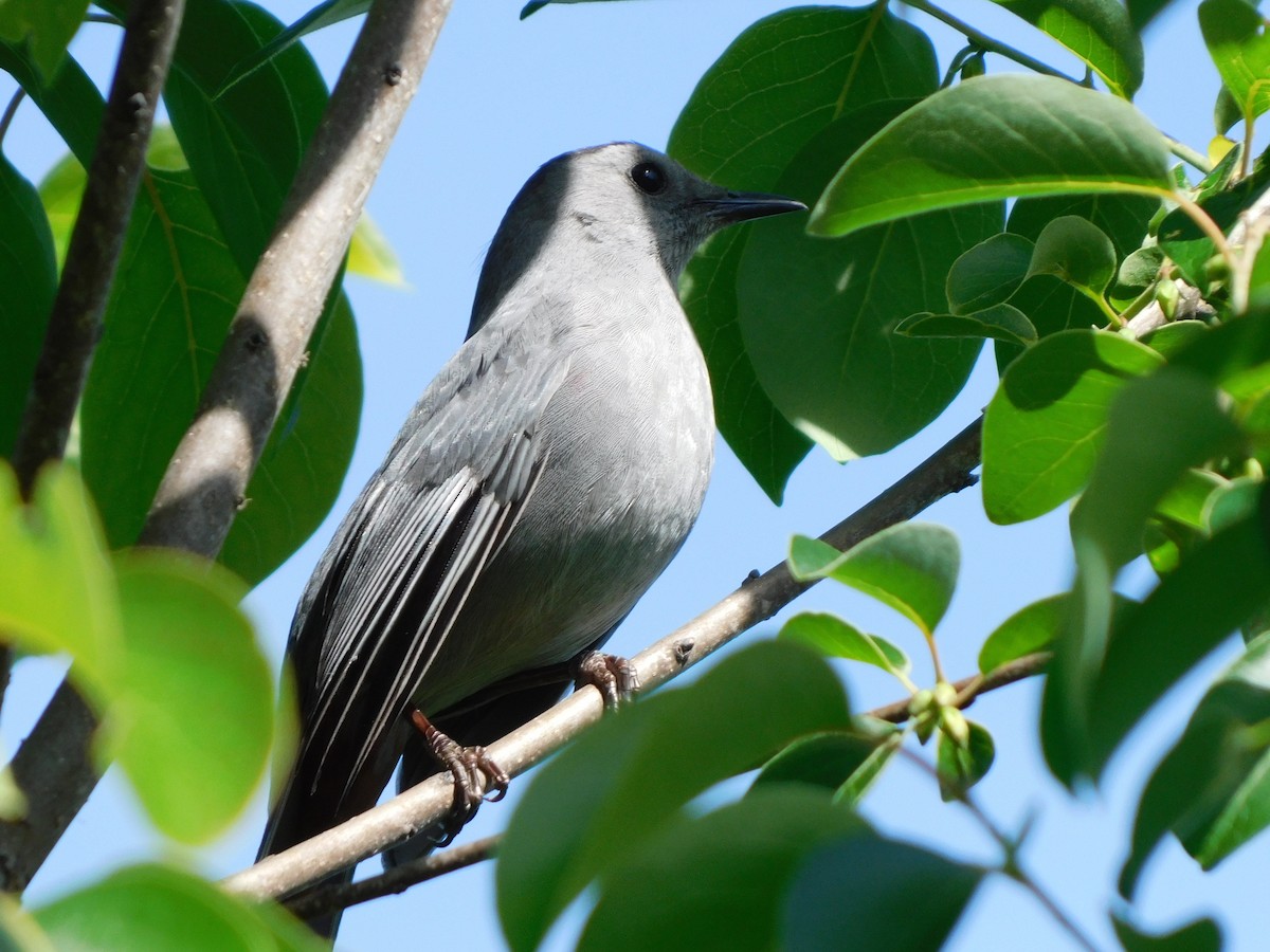 Gray Catbird - ML635431911