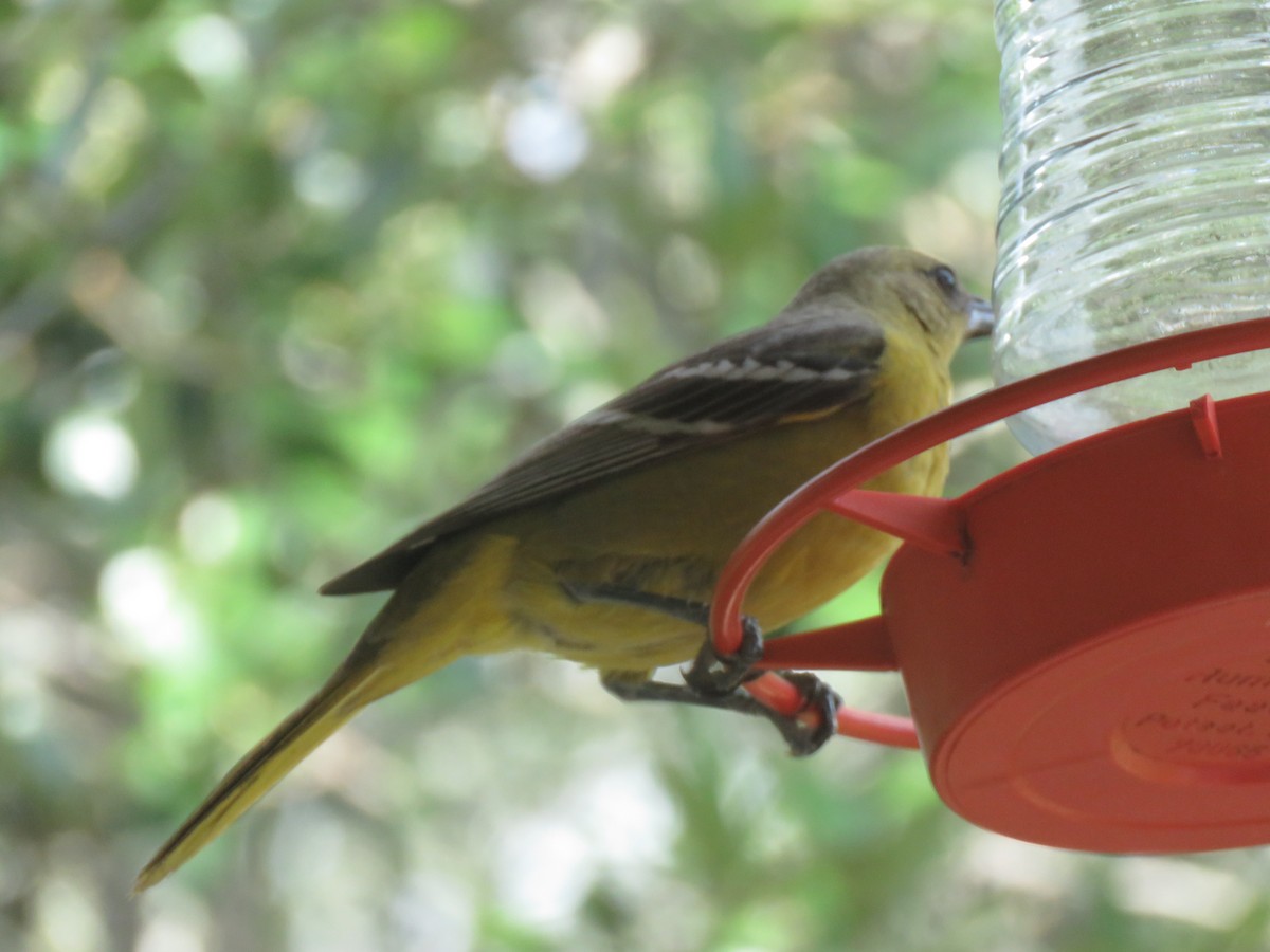 Scott's Oriole - ML635431923