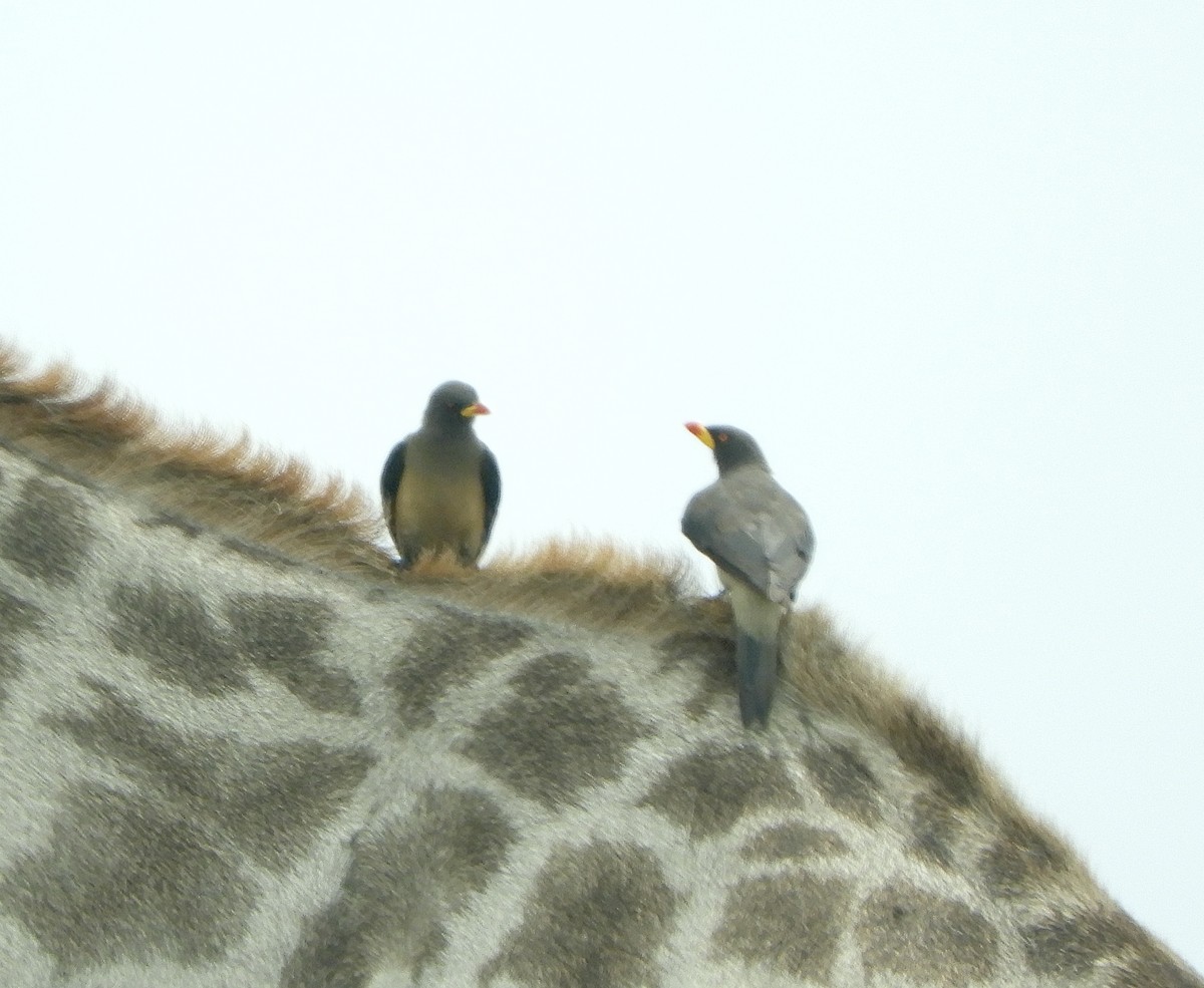 Yellow-billed Oxpecker - ML635431927