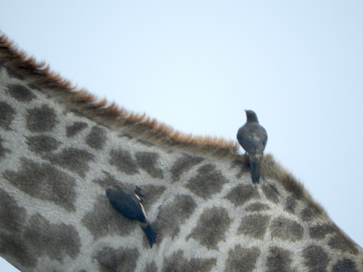 Yellow-billed Oxpecker - ML635431944