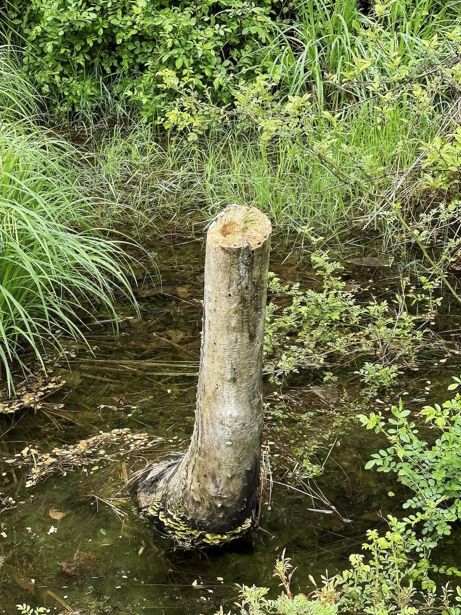 sýkora černohlavá - ML635431945