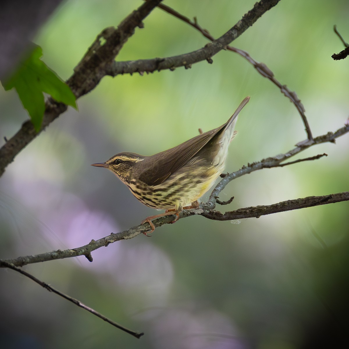 Northern Waterthrush - ML635431966