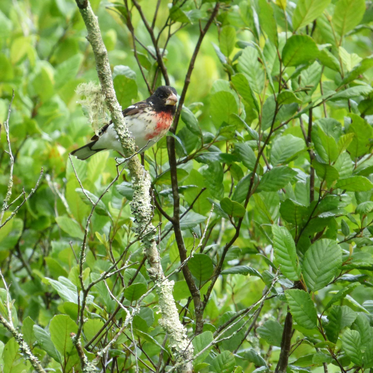 Rose-breasted Grosbeak - ML635431970