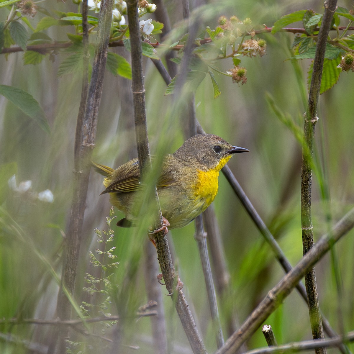 Common Yellowthroat - ML635431981