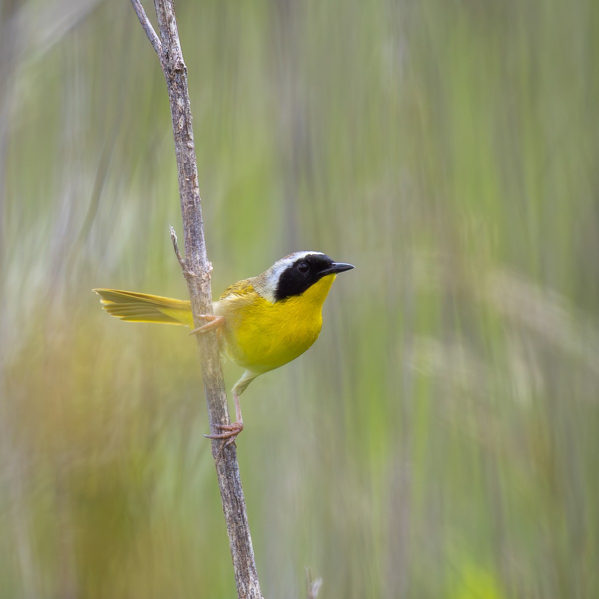 Common Yellowthroat - ML635431994