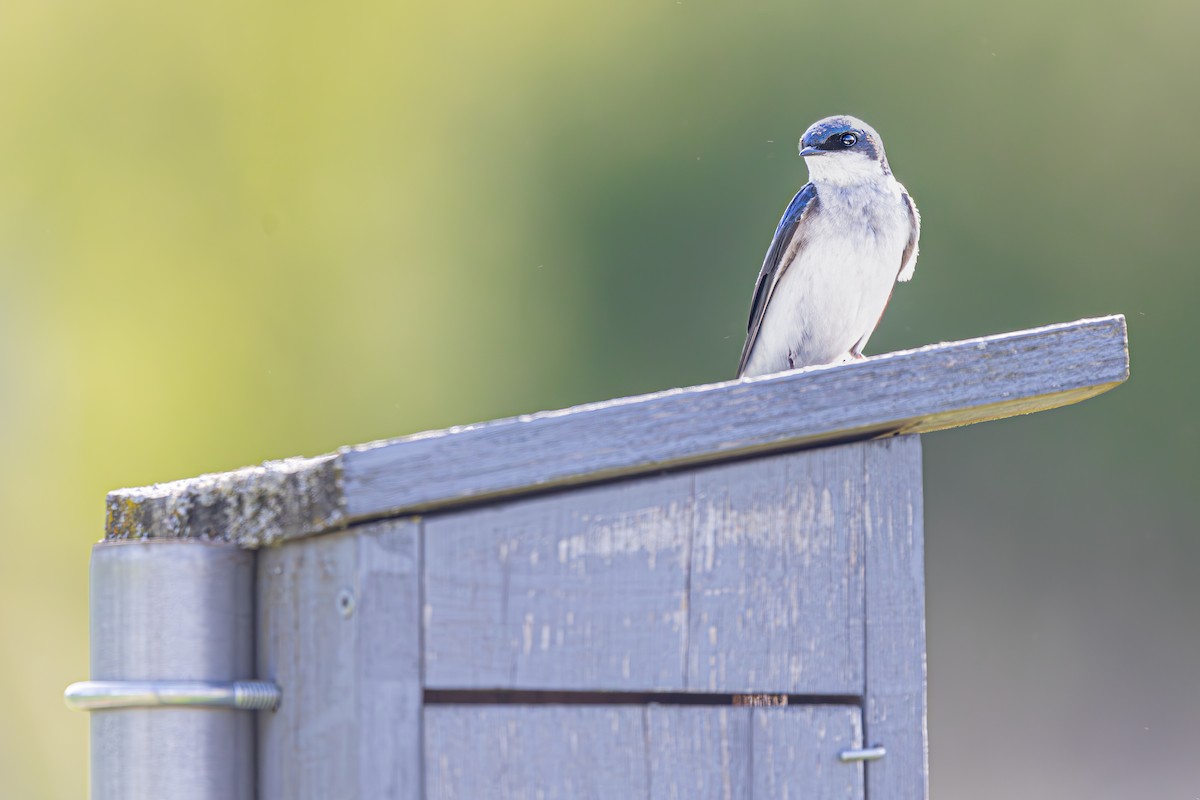 Tree Swallow - ML635432001