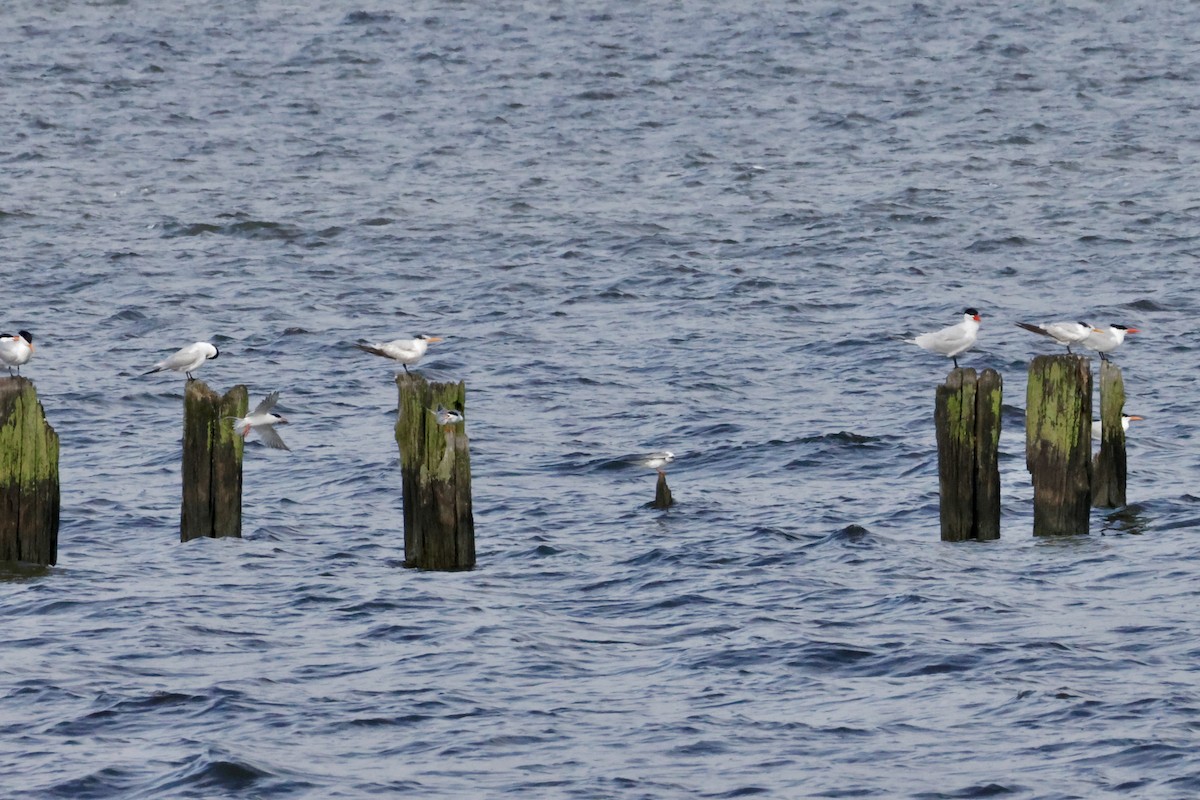 Royal Tern - ML635432112
