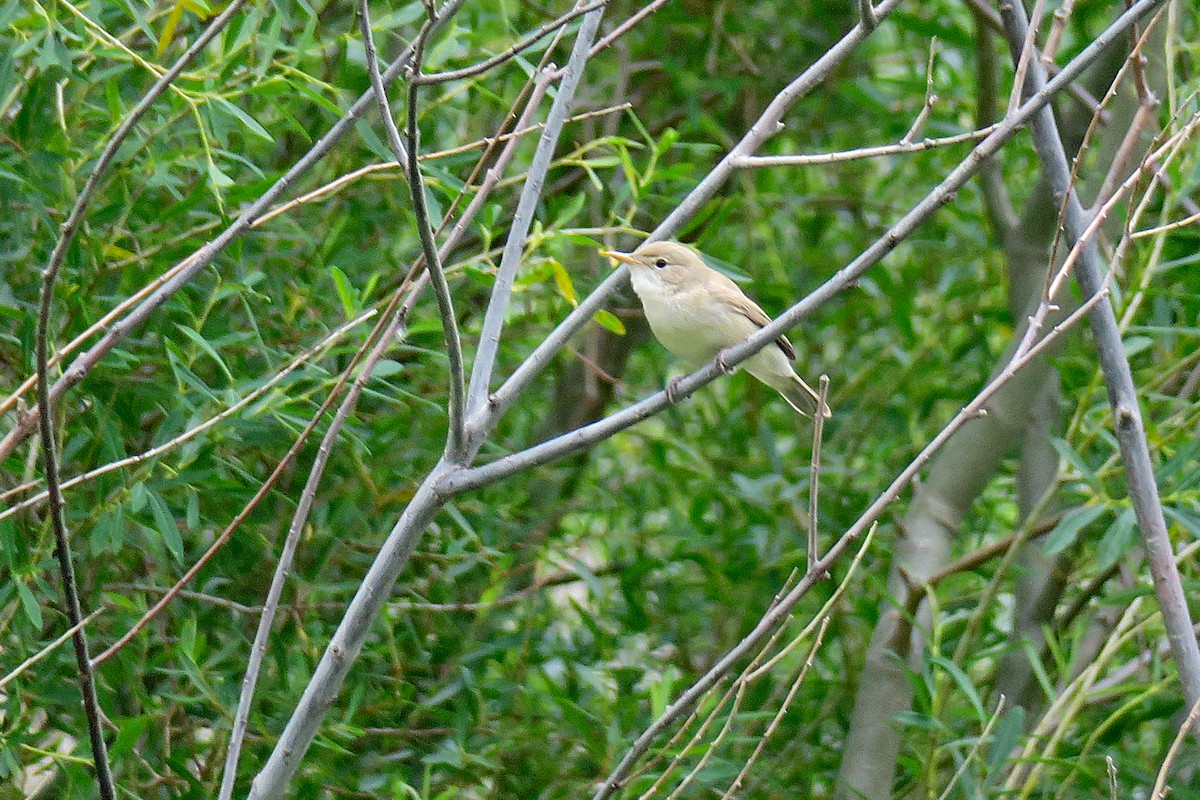 Western Olivaceous Warbler - ML635432113