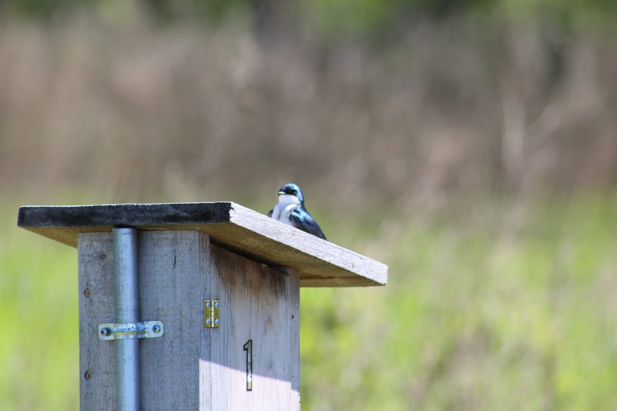 Tree Swallow - ML635432178