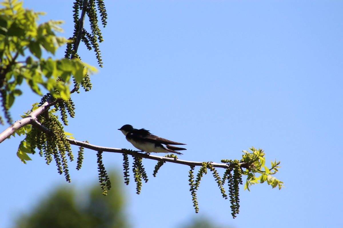 Tree Swallow - ML635432179
