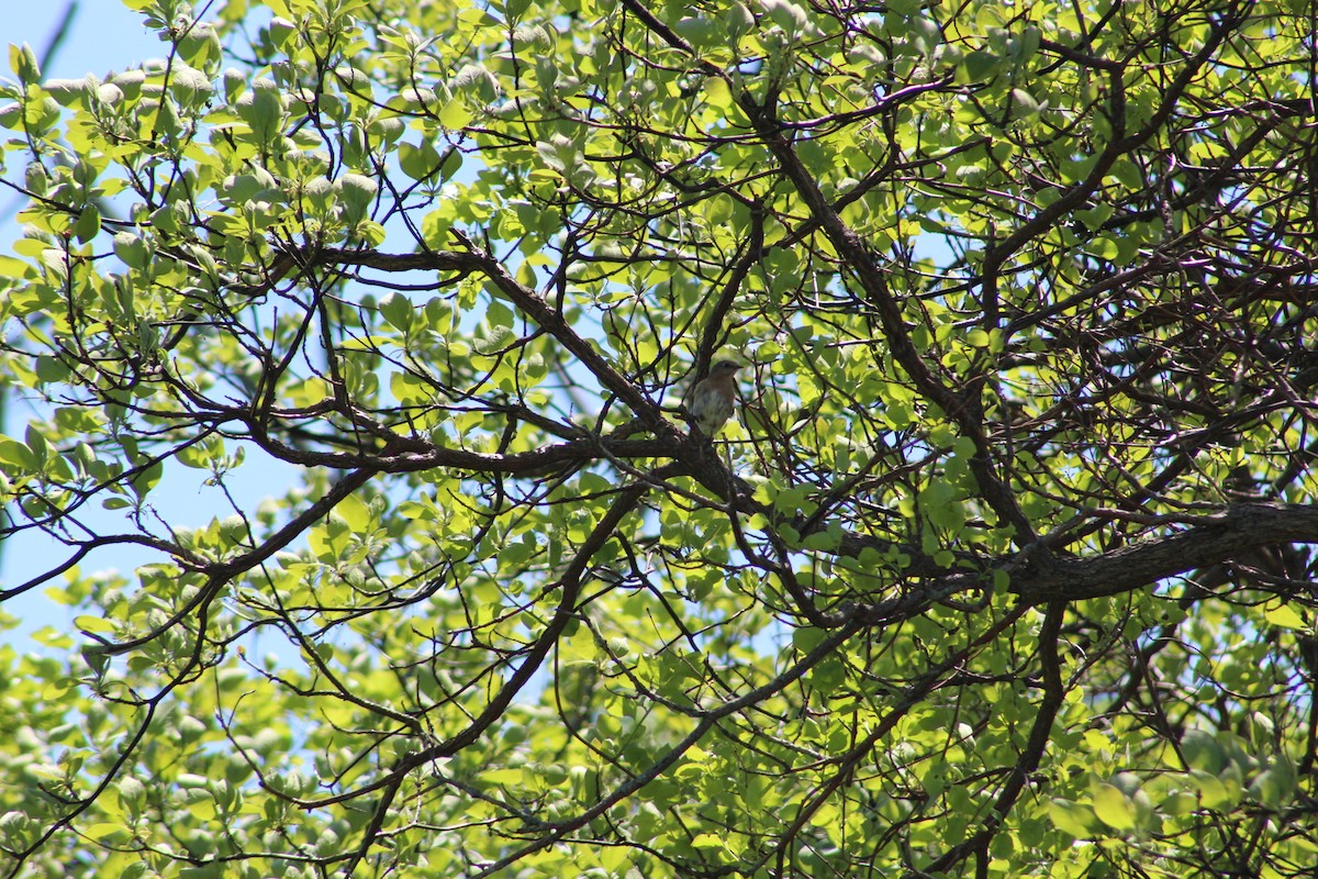 Eastern Bluebird - ML635432193