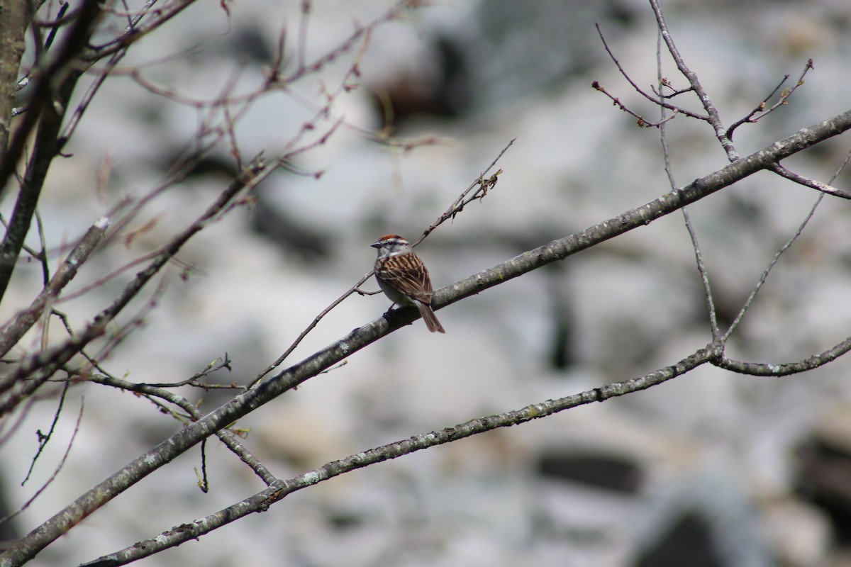 Chipping Sparrow - ML635432202