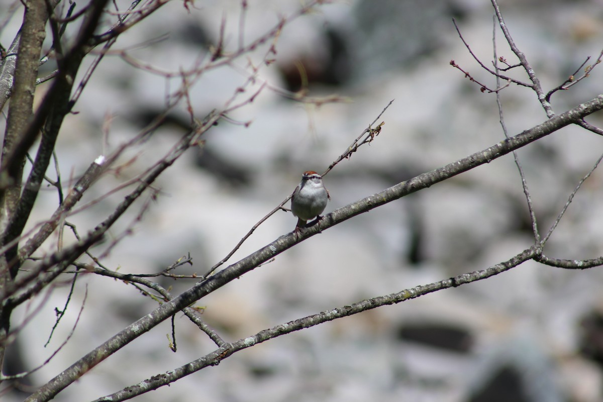 Chipping Sparrow - ML635432204