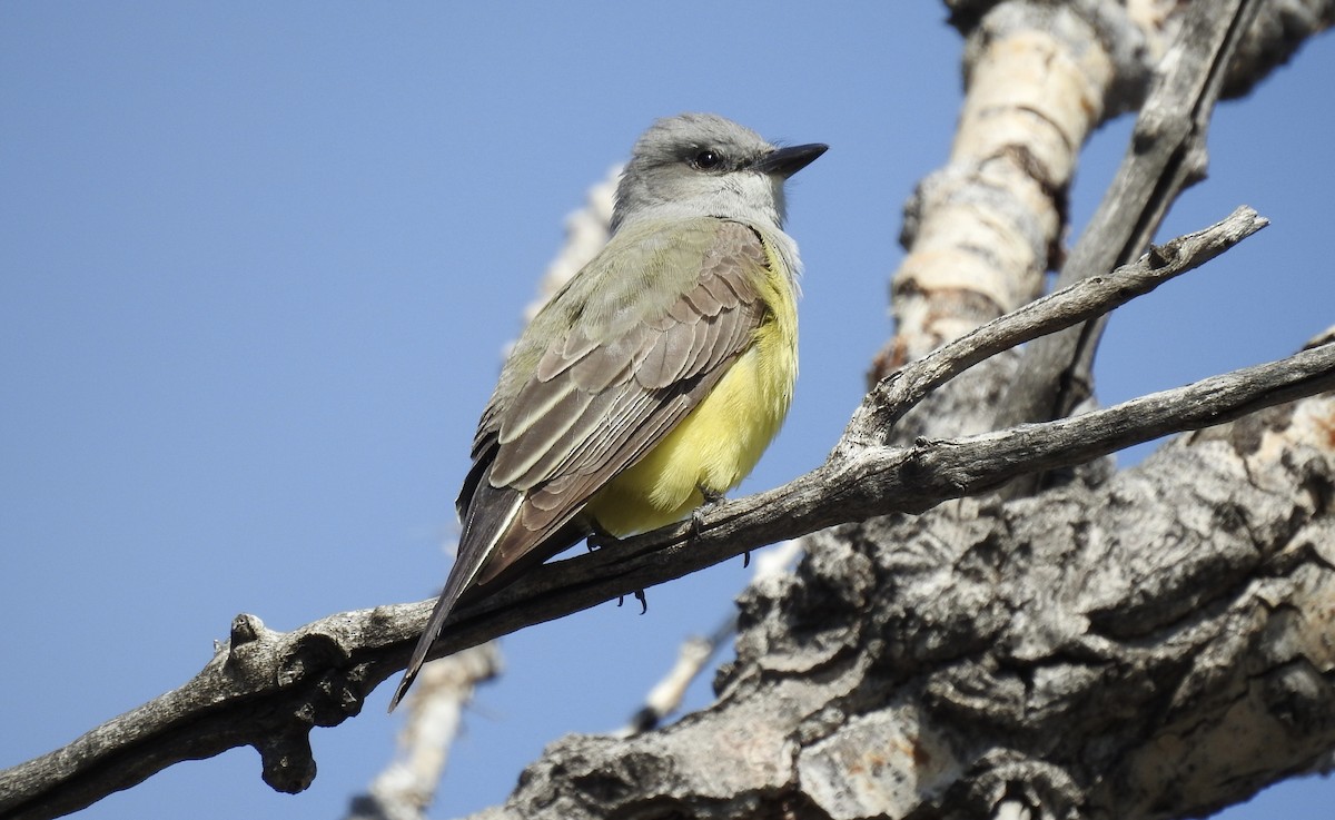 Schmalschnabel-Königstyrann - ML635432273