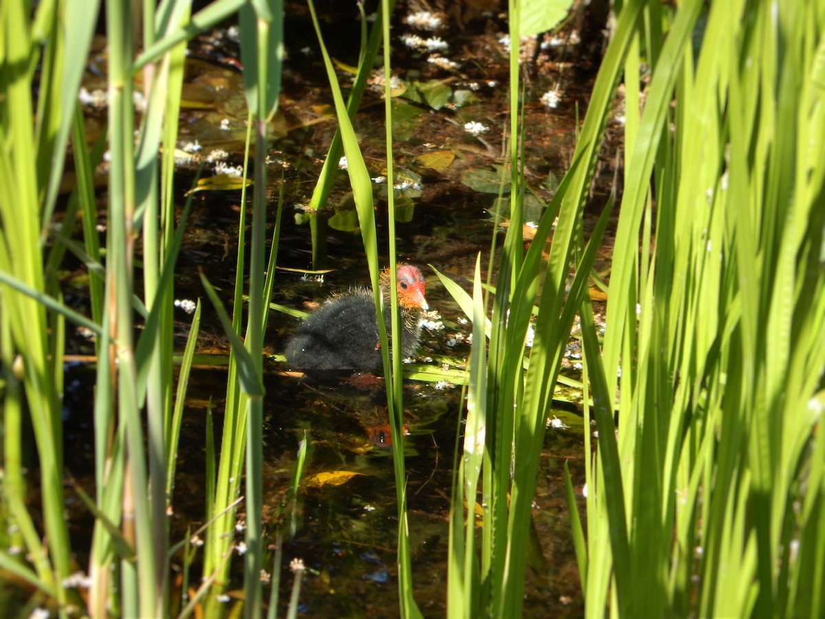 Eurasian Coot - ML635432274