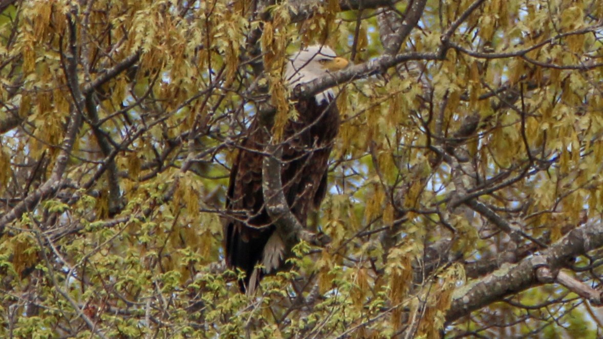 Bald Eagle - ML635432286