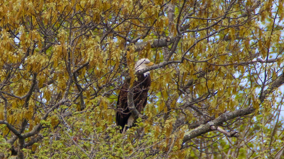 Bald Eagle - ML635432287
