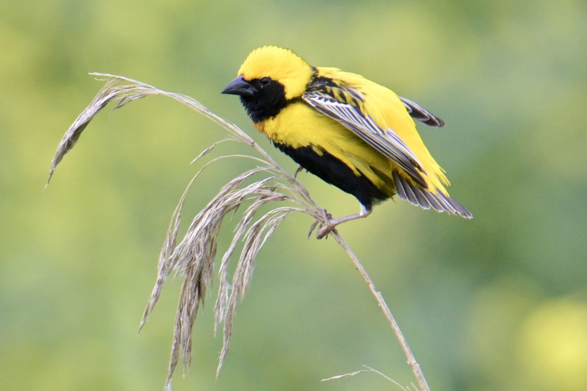 Yellow-crowned Bishop - ML635432295