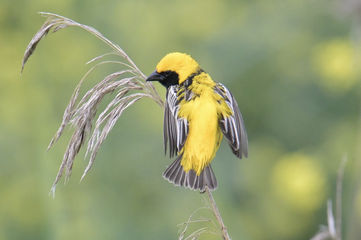Yellow-crowned Bishop - ML635432296