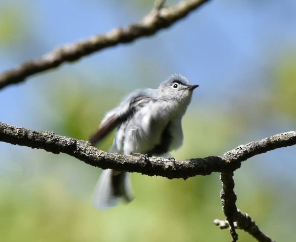 ブユムシクイ - ML635432312