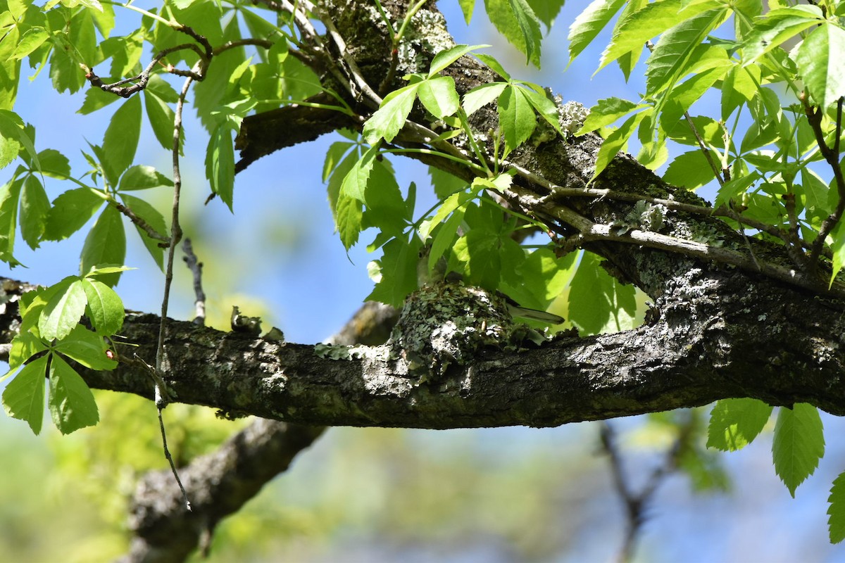 ブユムシクイ - ML635432323