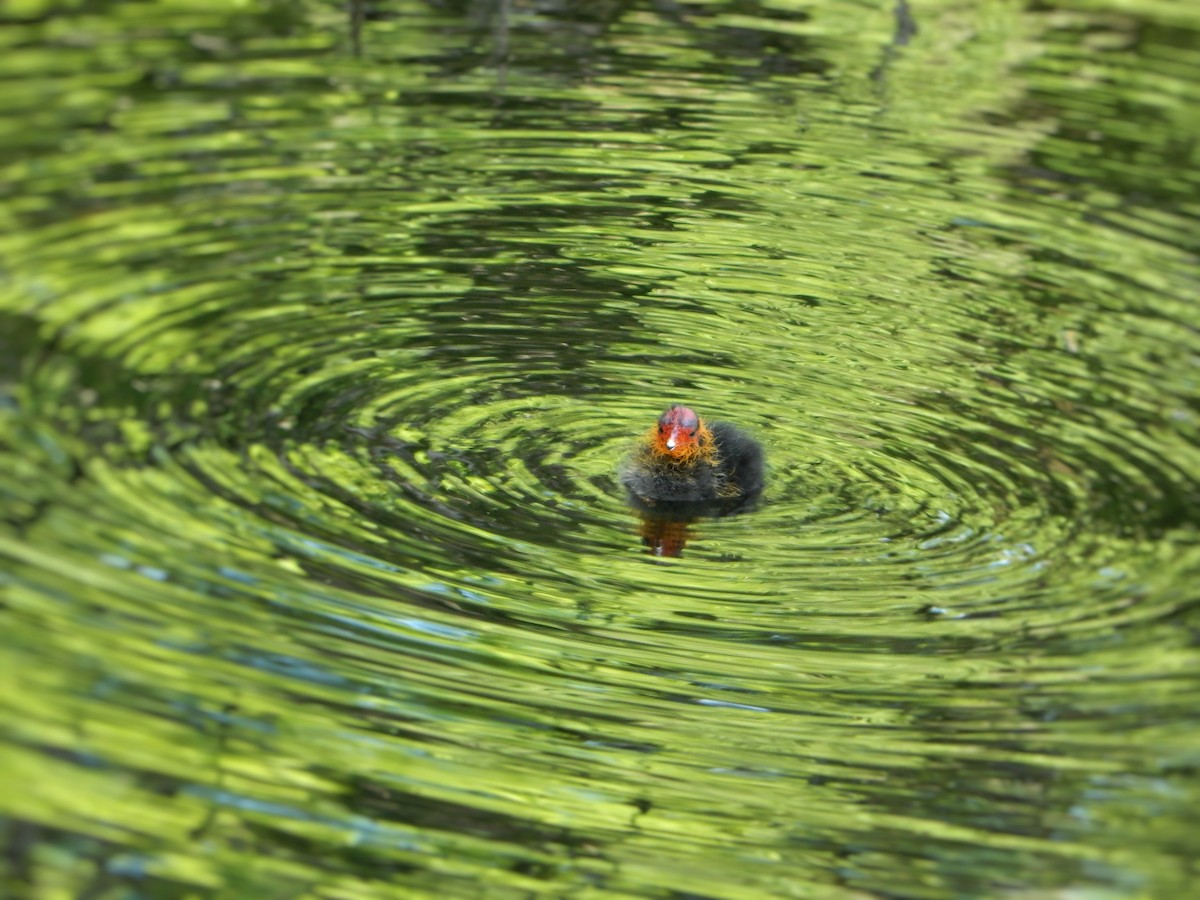Eurasian Coot - ML635432341