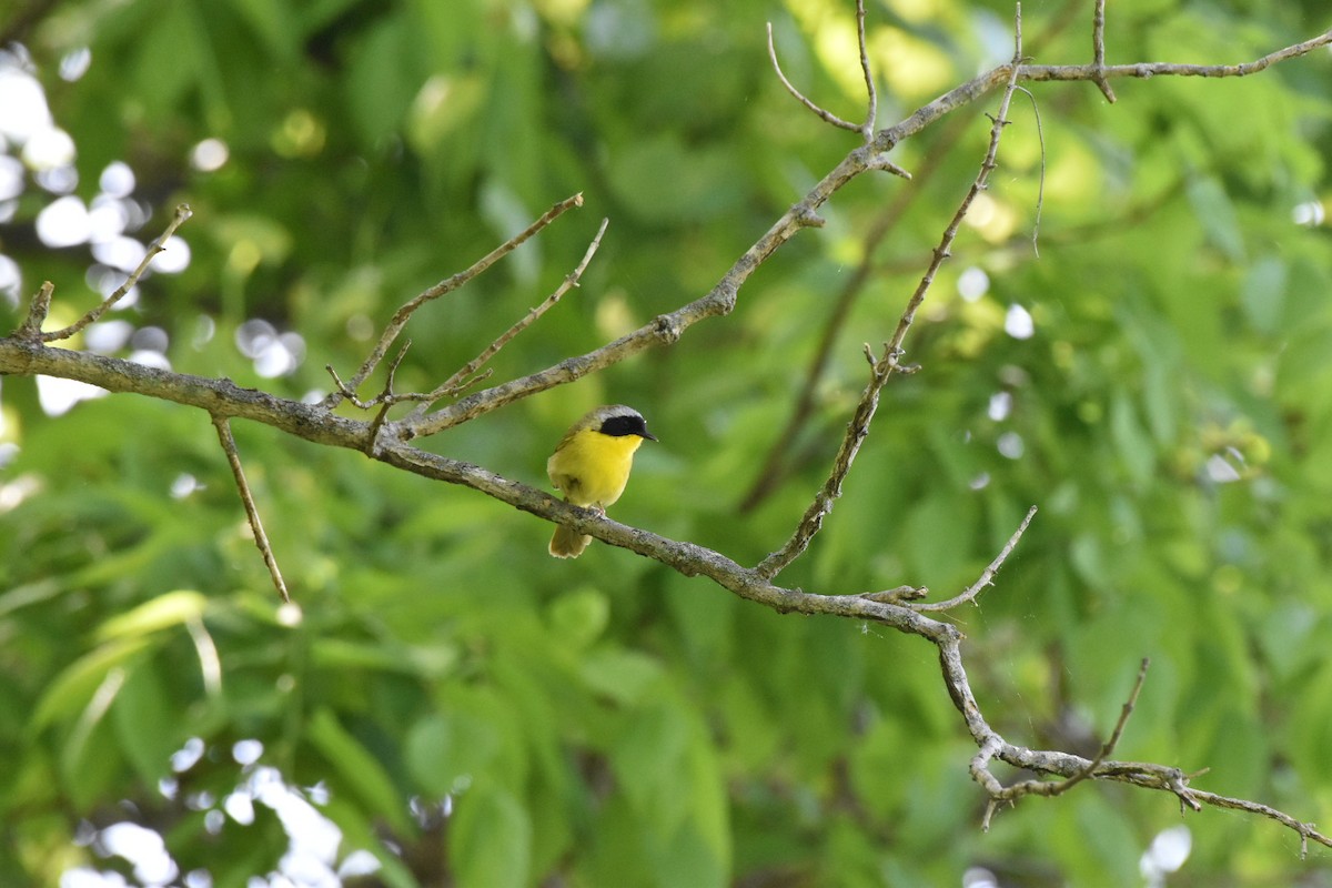 カオグロアメリカムシクイ - ML635432354