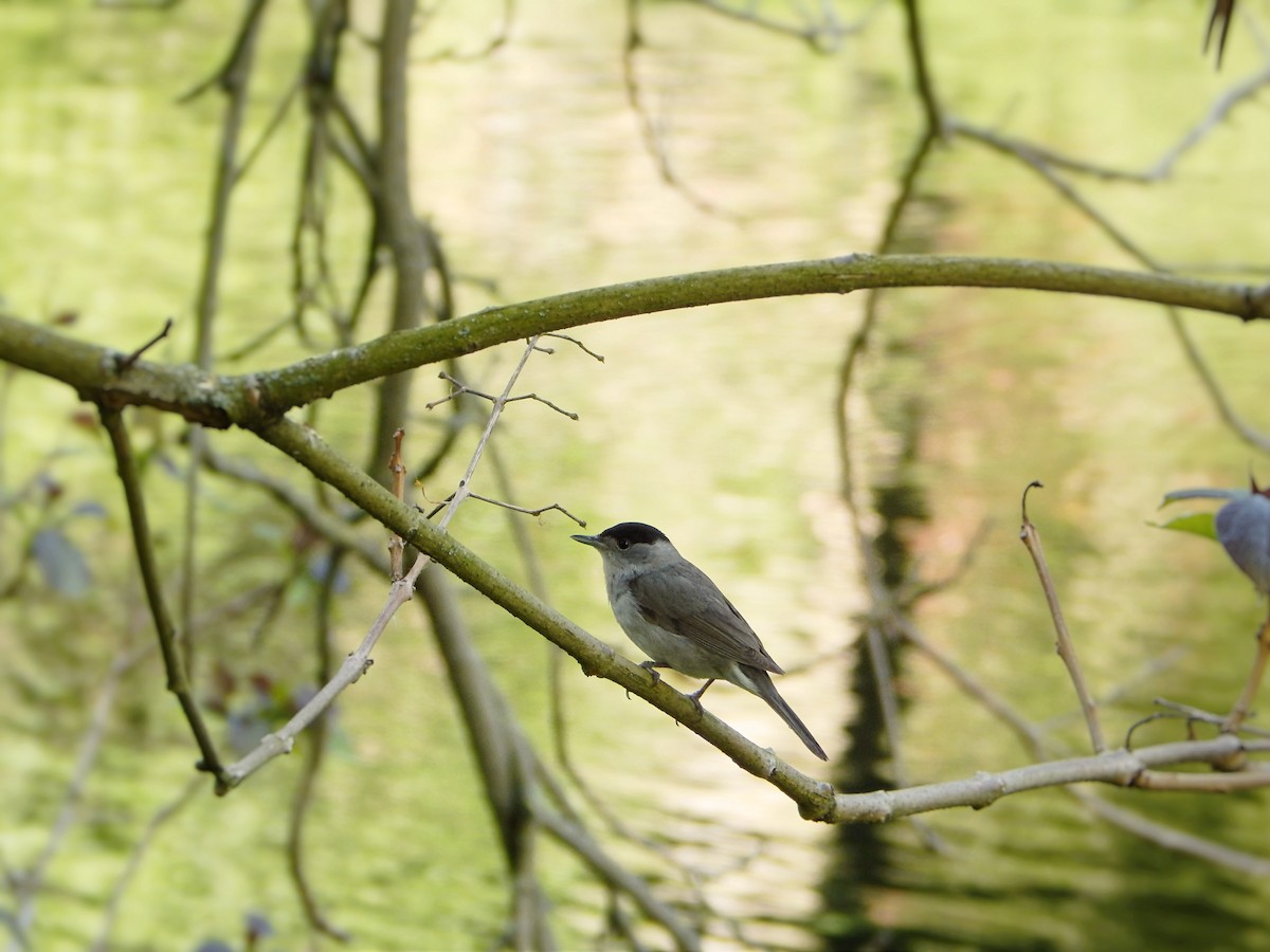 Eurasian Blackcap - ML635432378