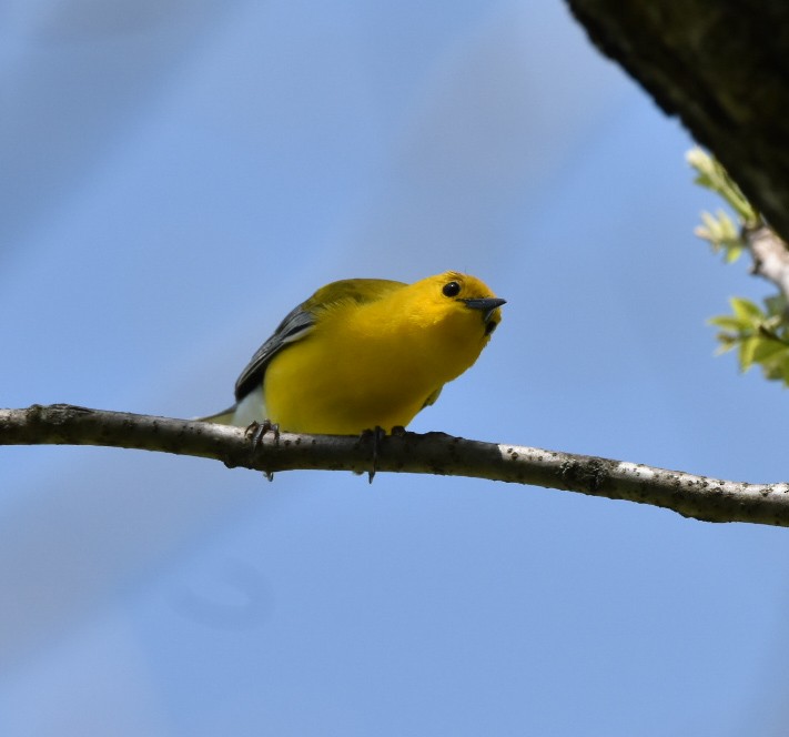 オウゴンアメリカムシクイ - ML635432400