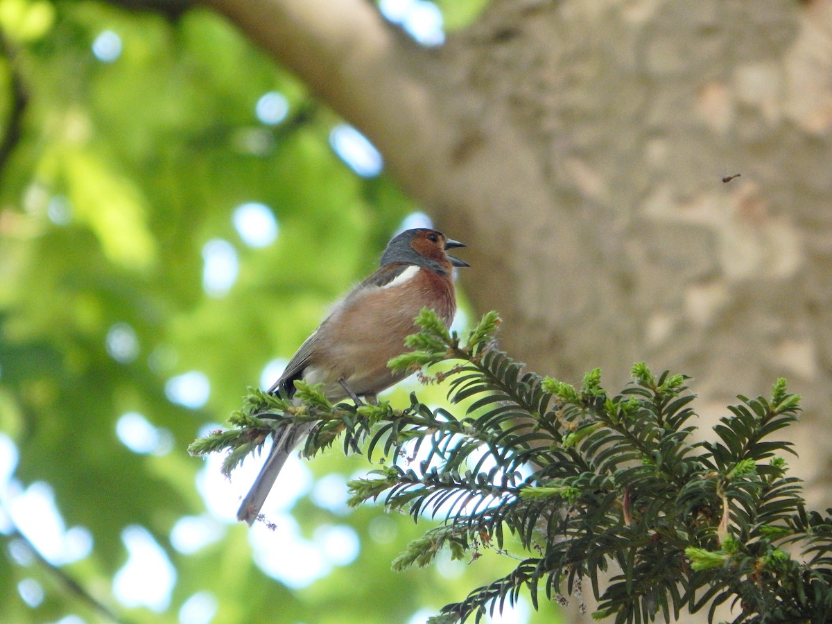Common Chaffinch - ML635432401