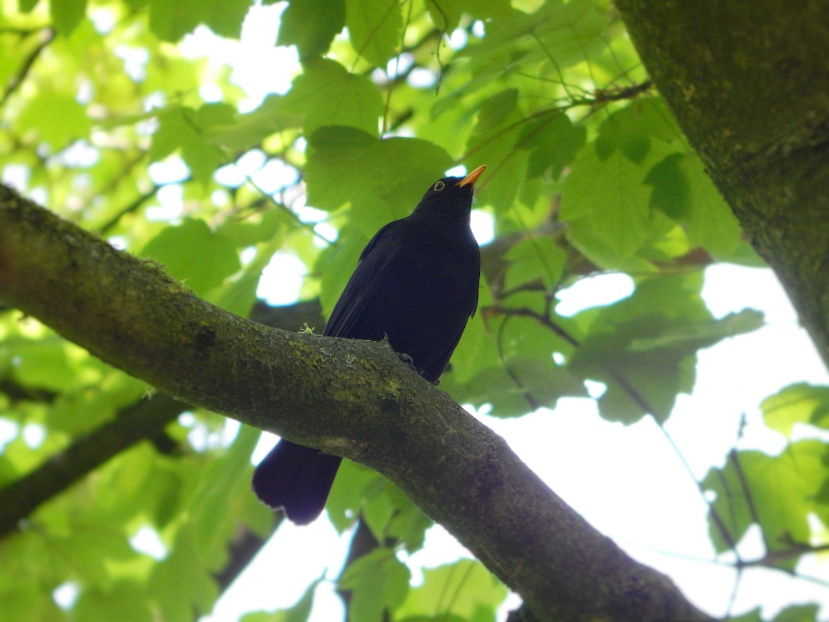 Eurasian Blackbird - ML635432416
