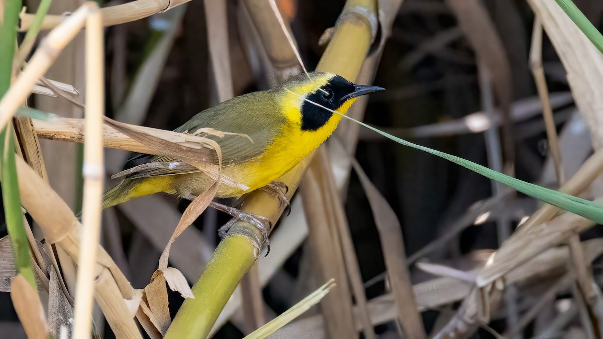 Belding's Yellowthroat - ML635432455