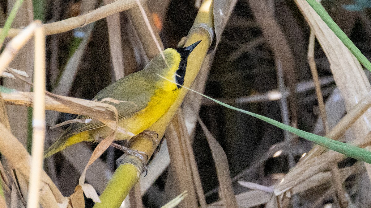 Belding's Yellowthroat - ML635432456