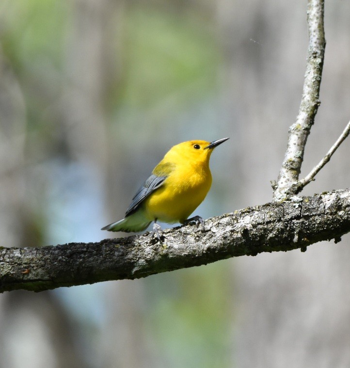 オウゴンアメリカムシクイ - ML635432463