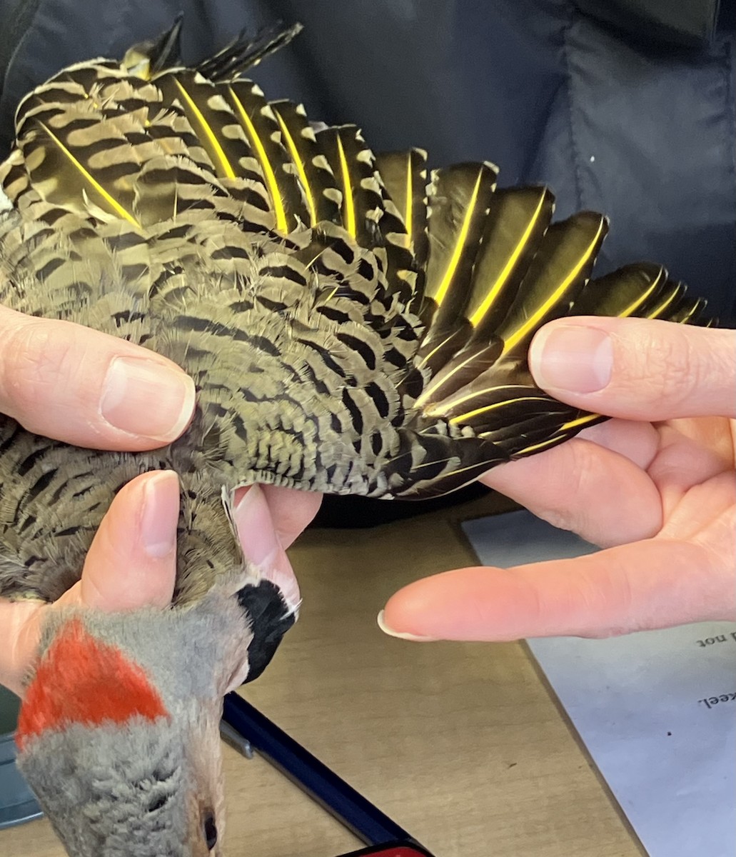 Northern Flicker (Yellow-shafted) - ML635432505