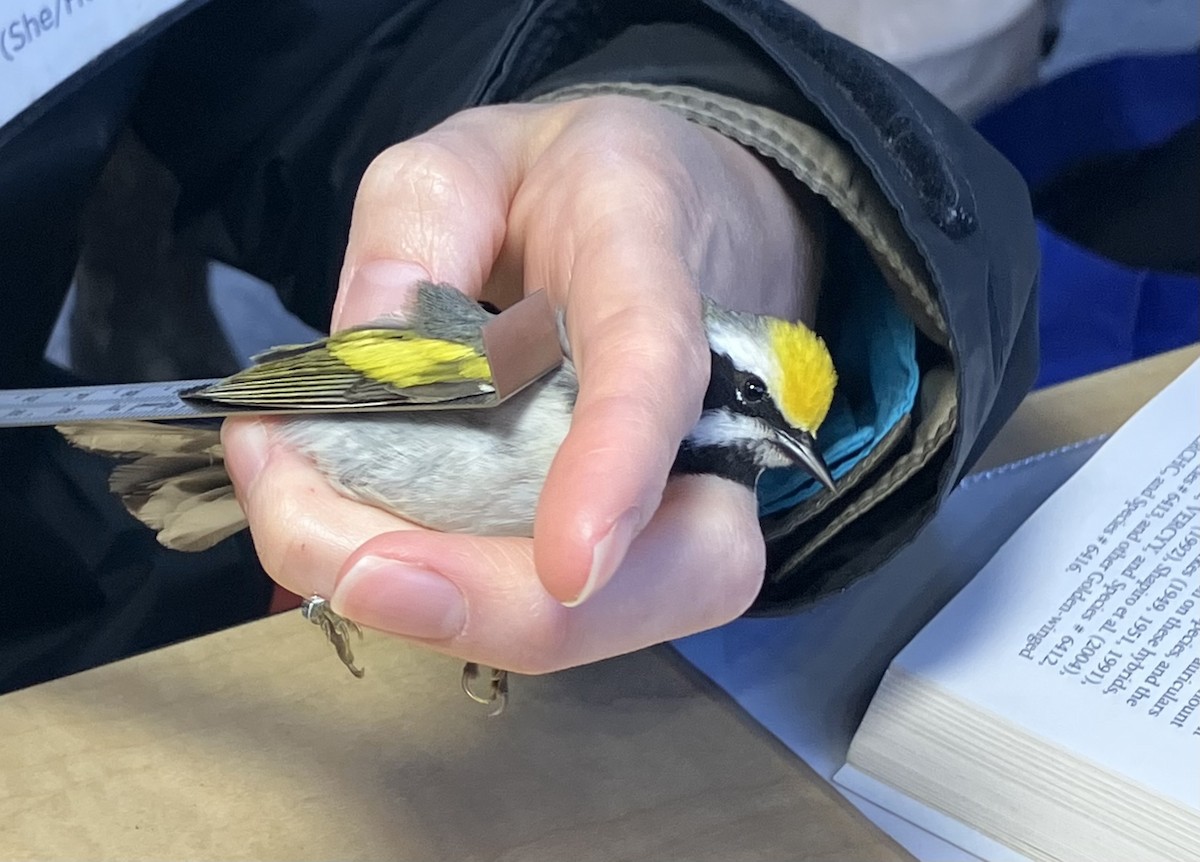 Golden-winged Warbler - ML635432526