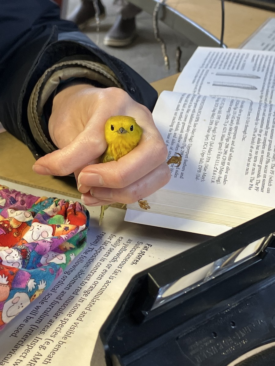 Northern Yellow Warbler - ML635432546