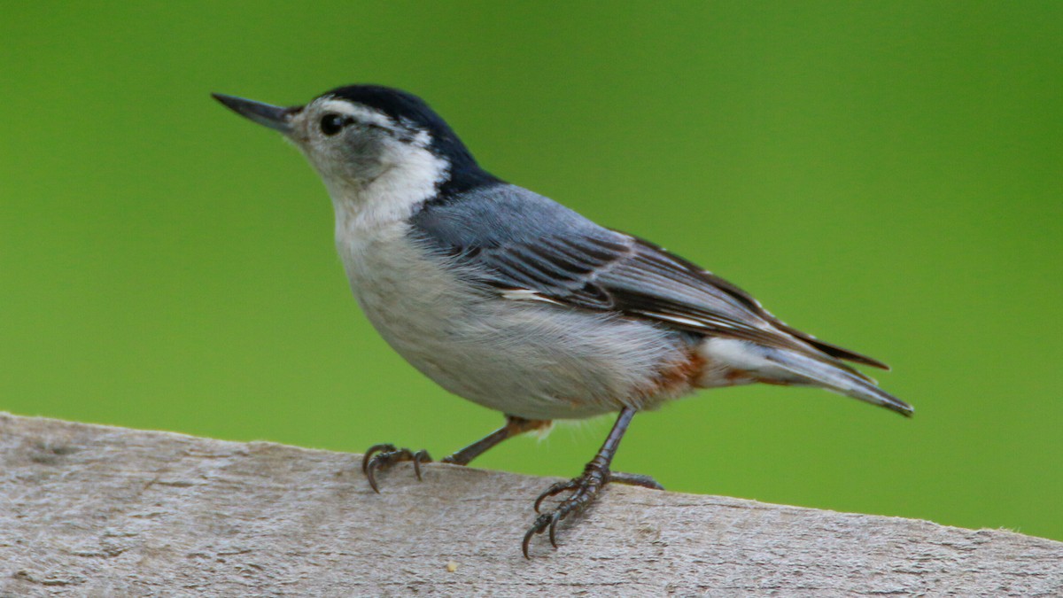 White-breasted Nuthatch - ML635432570