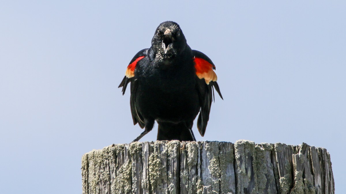 Red-winged Blackbird - ML635432604