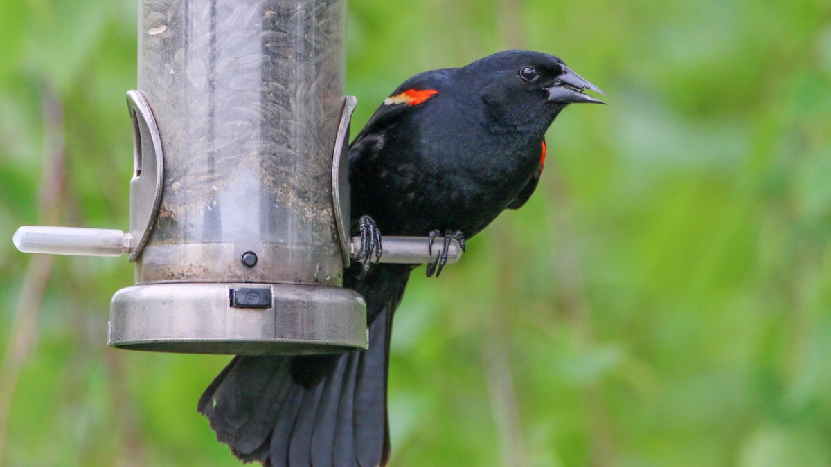 Red-winged Blackbird - ML635432605