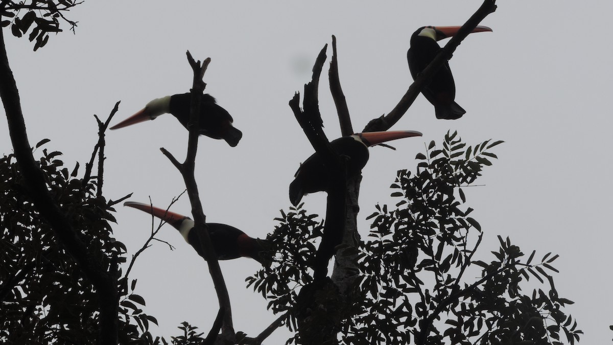Toco Toucan - ML635432618