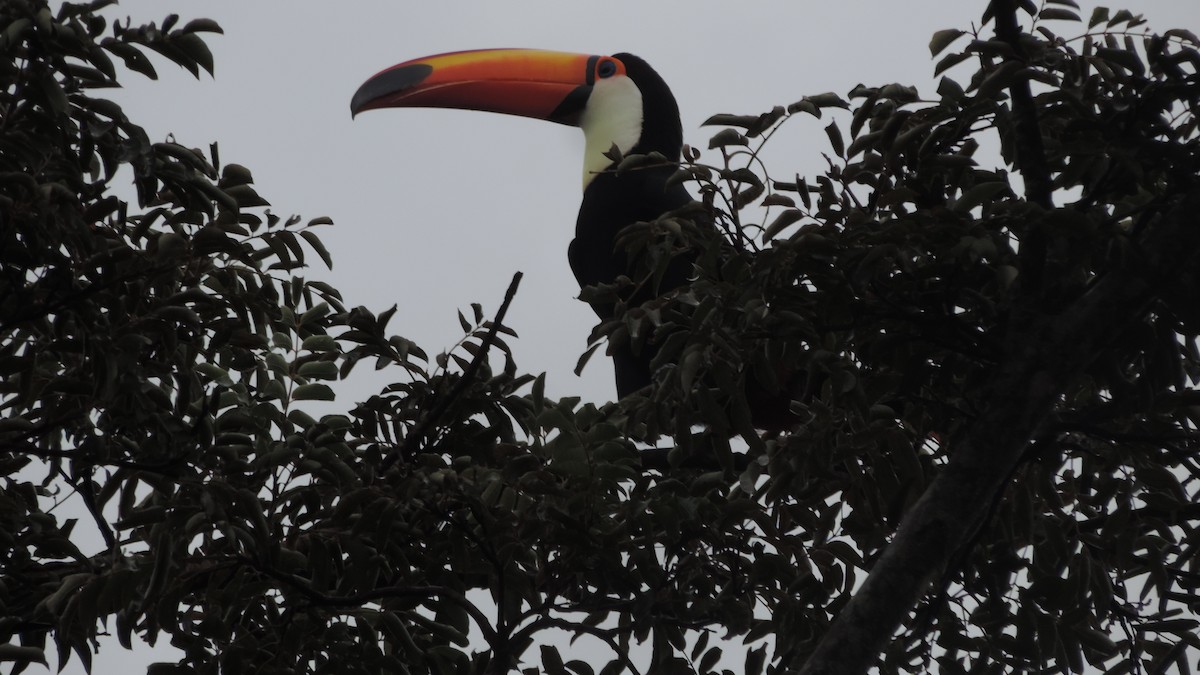 Toco Toucan - ML635432619