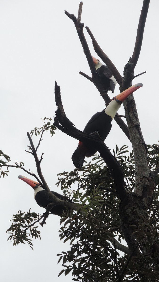 Toco Toucan - ML635432622
