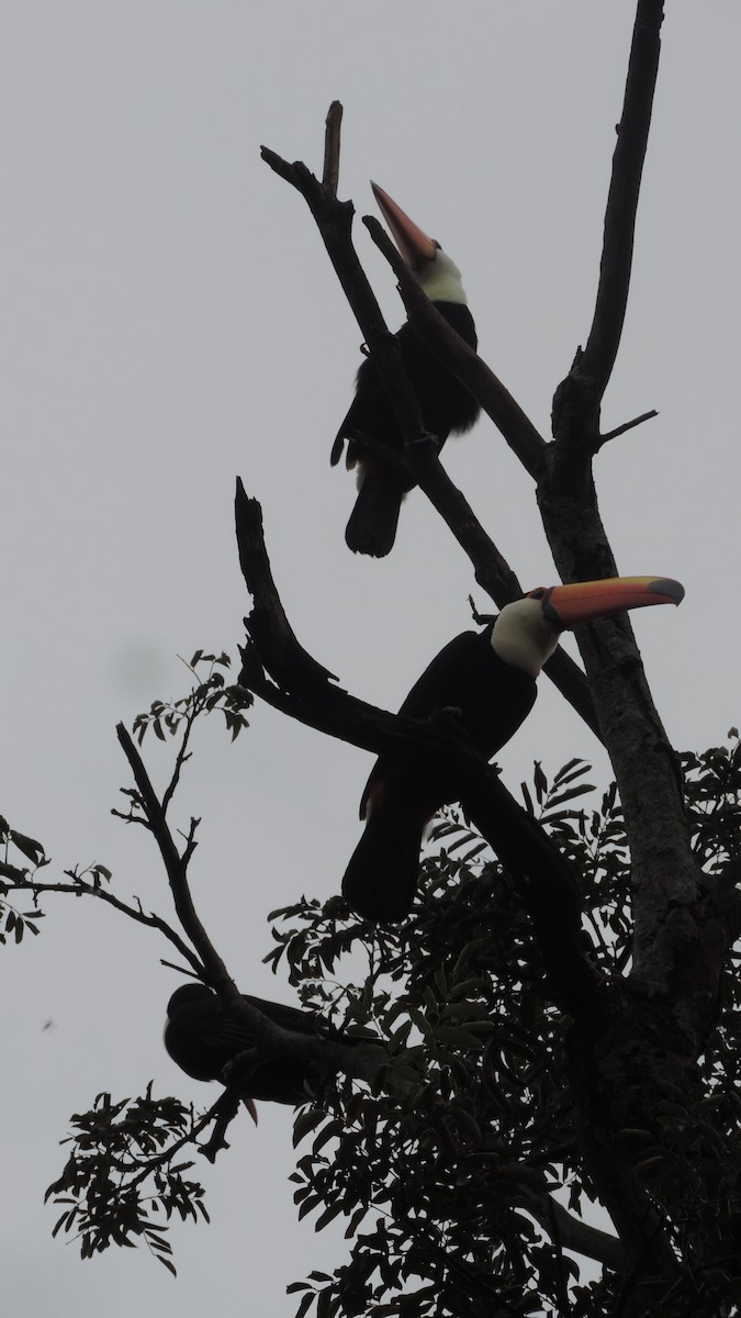Toco Toucan - ML635432623