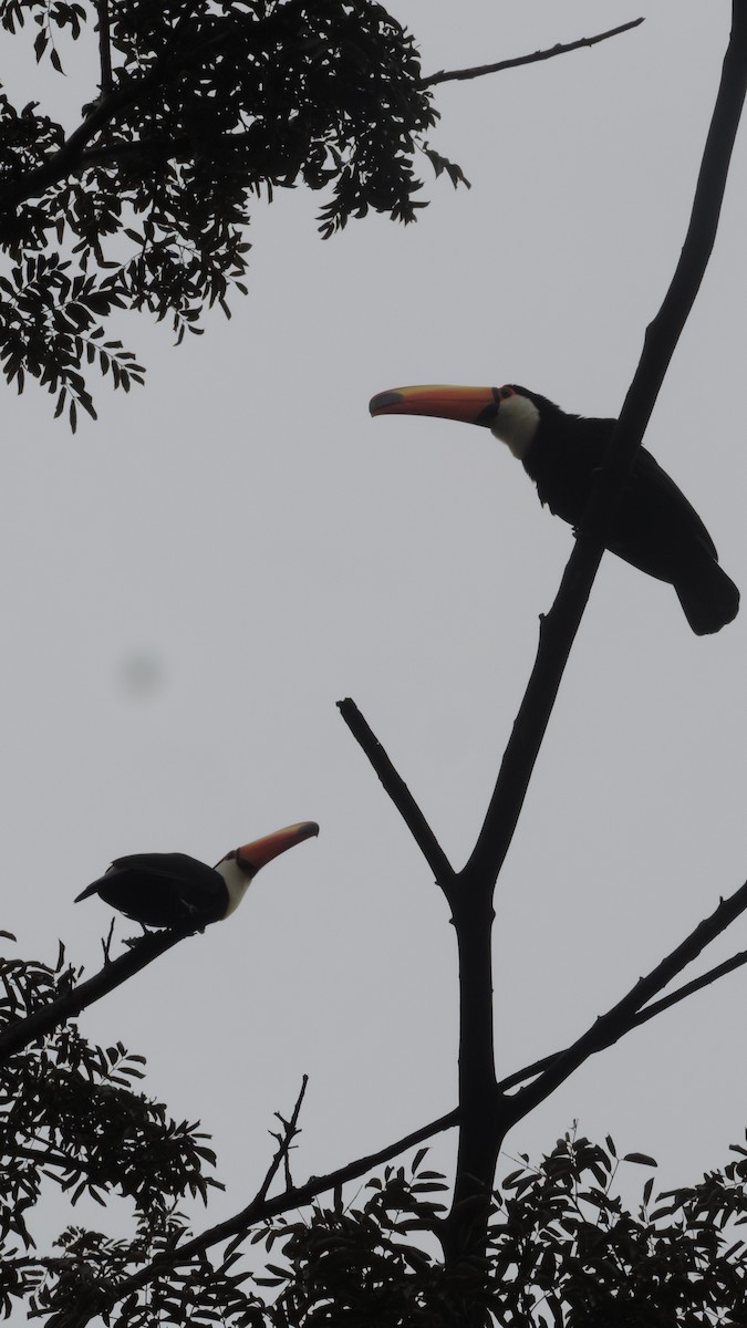 Toco Toucan - ML635432624