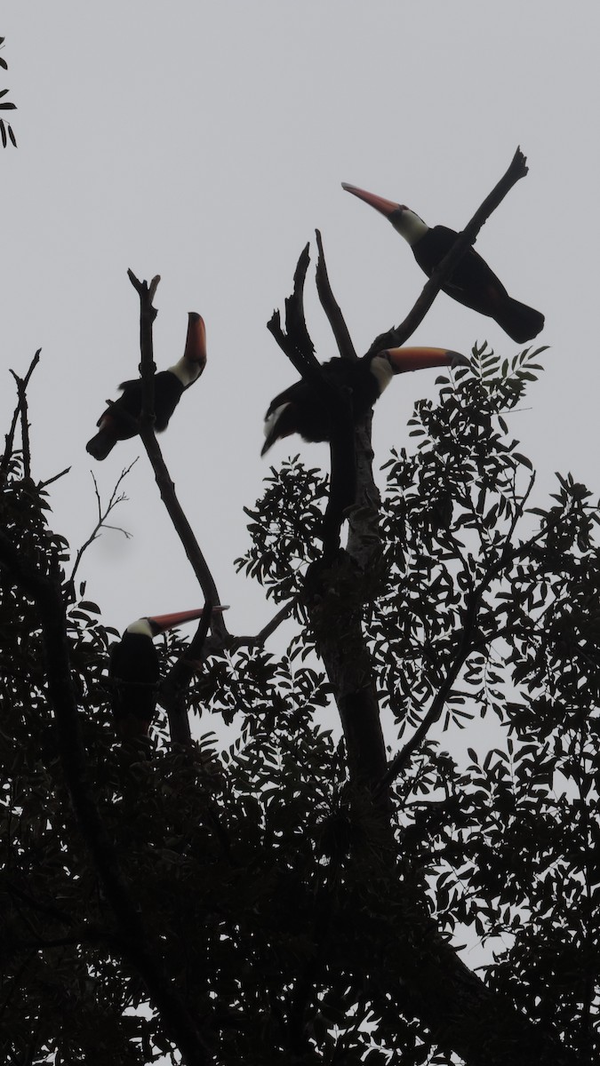 Toco Toucan - ML635432625